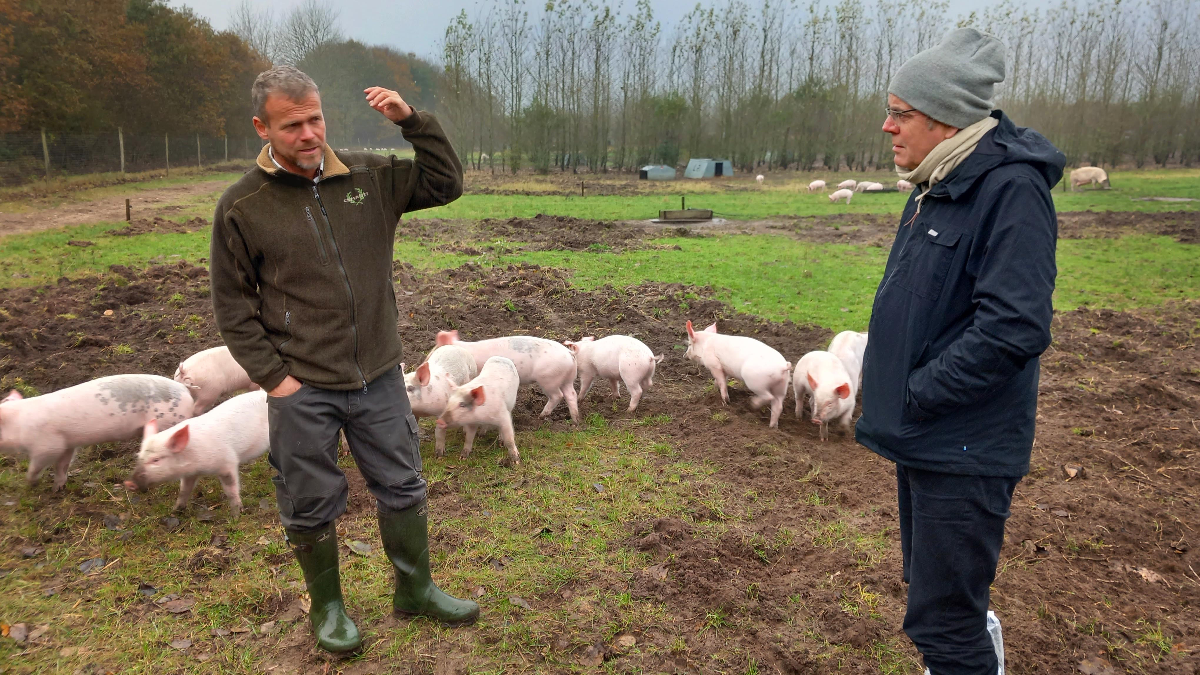 Søren Eggert Rasmussen på besøg hos Bertel Hestbjerg, hvor han se på grise af krydsningen TN 70 fra Topigs Norsvin